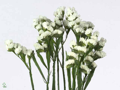 Limonium sinuatum 'Sinuet White'