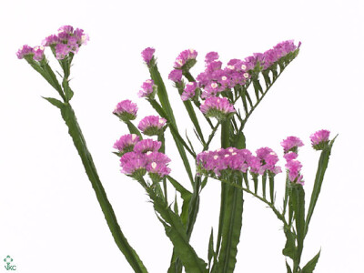 Limonium sinuatum Barbie Wings