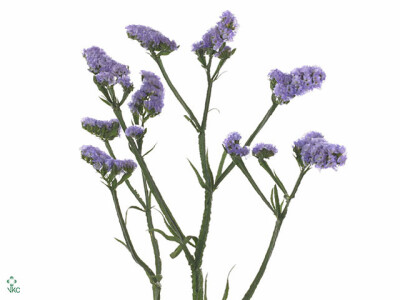 Limonium sinuatum 'Sinuet Violet'