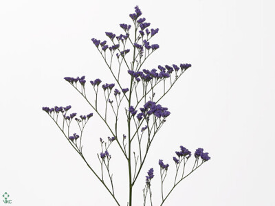 Limonium Michigan Blue