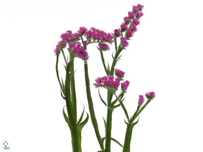 Limonium sinuatum Sweet Wings