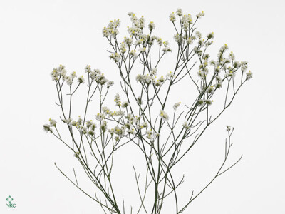 Limonium sinense Blanca Diamond