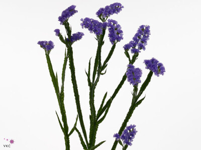 Limonium sinuatum Lilac Sun Birds