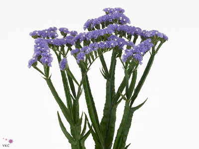 Limonium sinuatum Girlie Wings