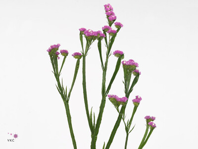 Limonium sinuatum Rosa Sun Birds