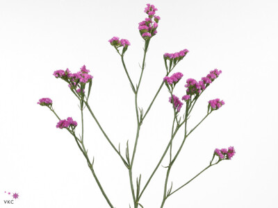 Limonium sinuatum Sinuet Eternal Pink