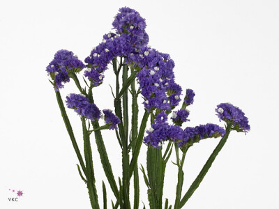 Limonium sinuatum Ocean Sun Birds