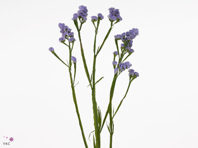 Limonium sinuatum Ara Lavender