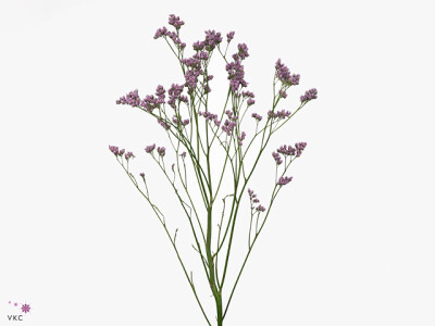 Limonium Mr. Silver Pink