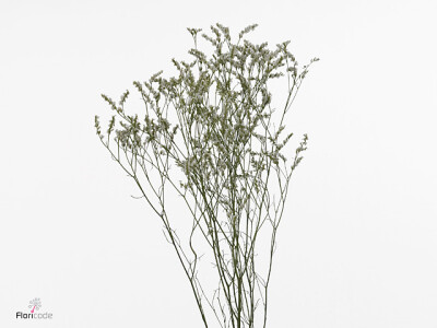 Limonium sinense Clear Diamond
