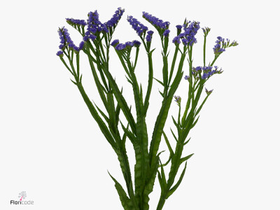 Limonium sinuatum Pippa Wings