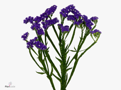 Limonium sinuatum Bluebelle Sun Birds