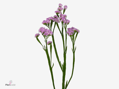 Limonium sinuatum Dolce Sun Birds
