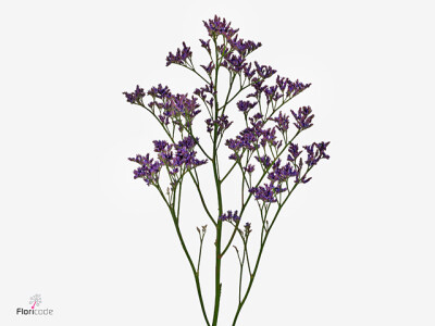 Limonium Piuma Dark Blue