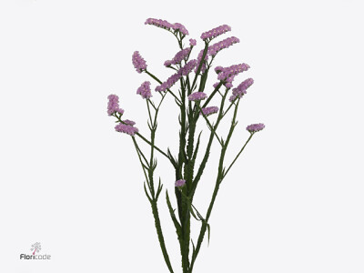 Limonium sinuatum Fantasia Wings