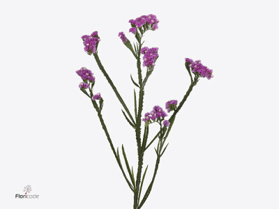 Limonium sinuatum Caldo Sun Birds