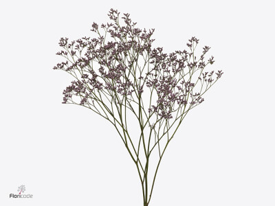 Limonium Piuma Pink Touch