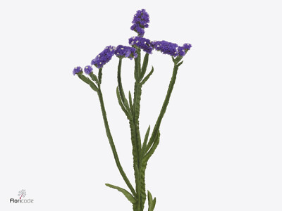 Limonium sinuatum Acqua Sun Birds