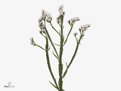 Limonium Sinzii Silver