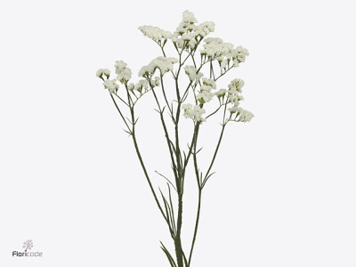 Limonium sinuatum 'Olga White'