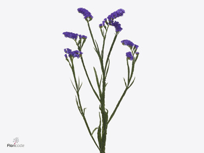 Limonium sinuatum 'Dino Violet'