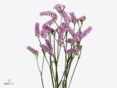 Limonium sinuatum 'Lucia Pink'