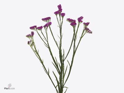 Limonium sinuatum Dyna Rose