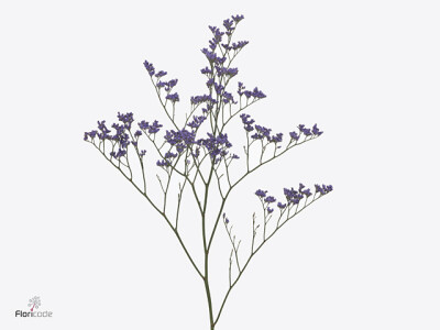 Limonium 'Shooting Star'