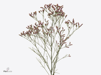 Limonium sinense Sensy Pink Beauty