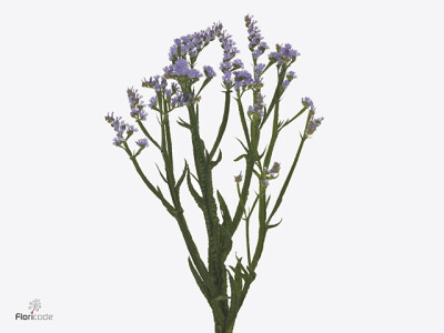 Limonium sinuatum Sky Wings