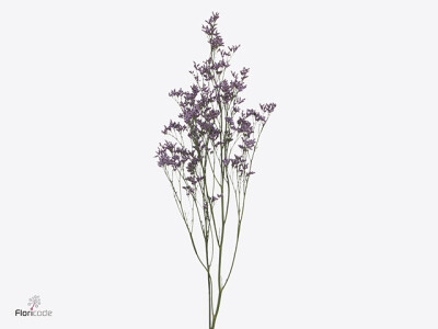 Limonium Piuma Sky