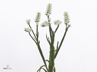 Limonium sinuatum Frost Wings