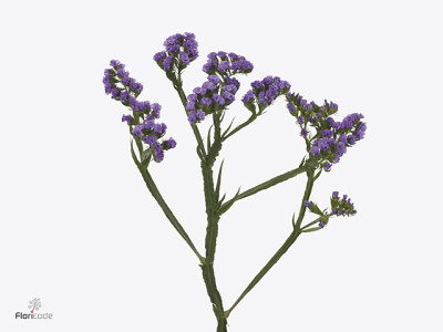 Limonium Sinzii Deep Lavender