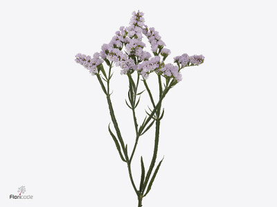 Limonium sinuatum Tessa Lavender