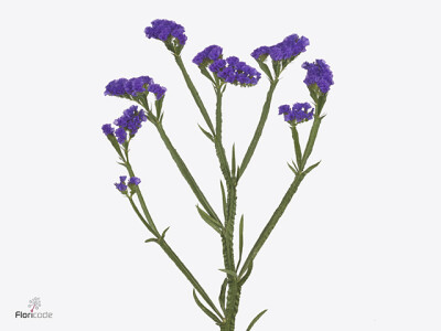 Limonium sinuatum 'Marina Violet'