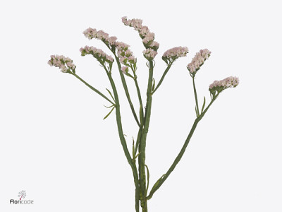Limonium sinuatum Apricot Sun Birds