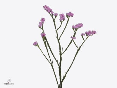 Limonium sinuatum Tico Pink