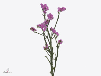 Limonium sinuatum 'Carmen Pink'