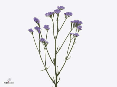 Limonium sinuatum Ana Blue