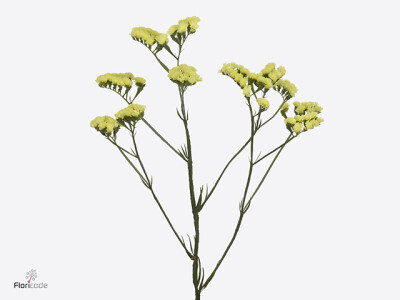 Limonium sinuatum 'Yellow Sara'