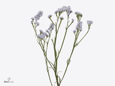 Limonium sinuatum 'See Through Blue'