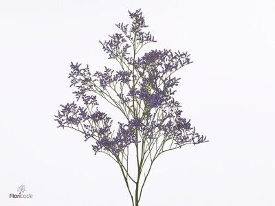 Limonium Safora Classic Blue