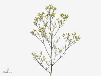 Limonium sinense Sensy Yellow