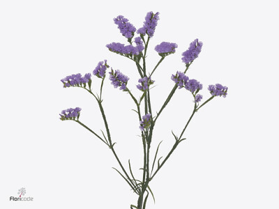 Limonium sinuatum Tessa Malva