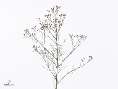 Limonium sinense China Blossom