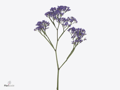 Limonium perezii Enchante