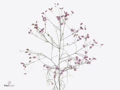 Limonium sinense China Passion