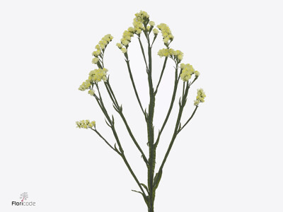 Limonium sinuatum Glossy Wings