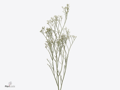 Limonium 'White Neto'