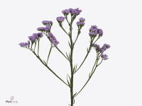 Limonium 'Sinzii Lilac'